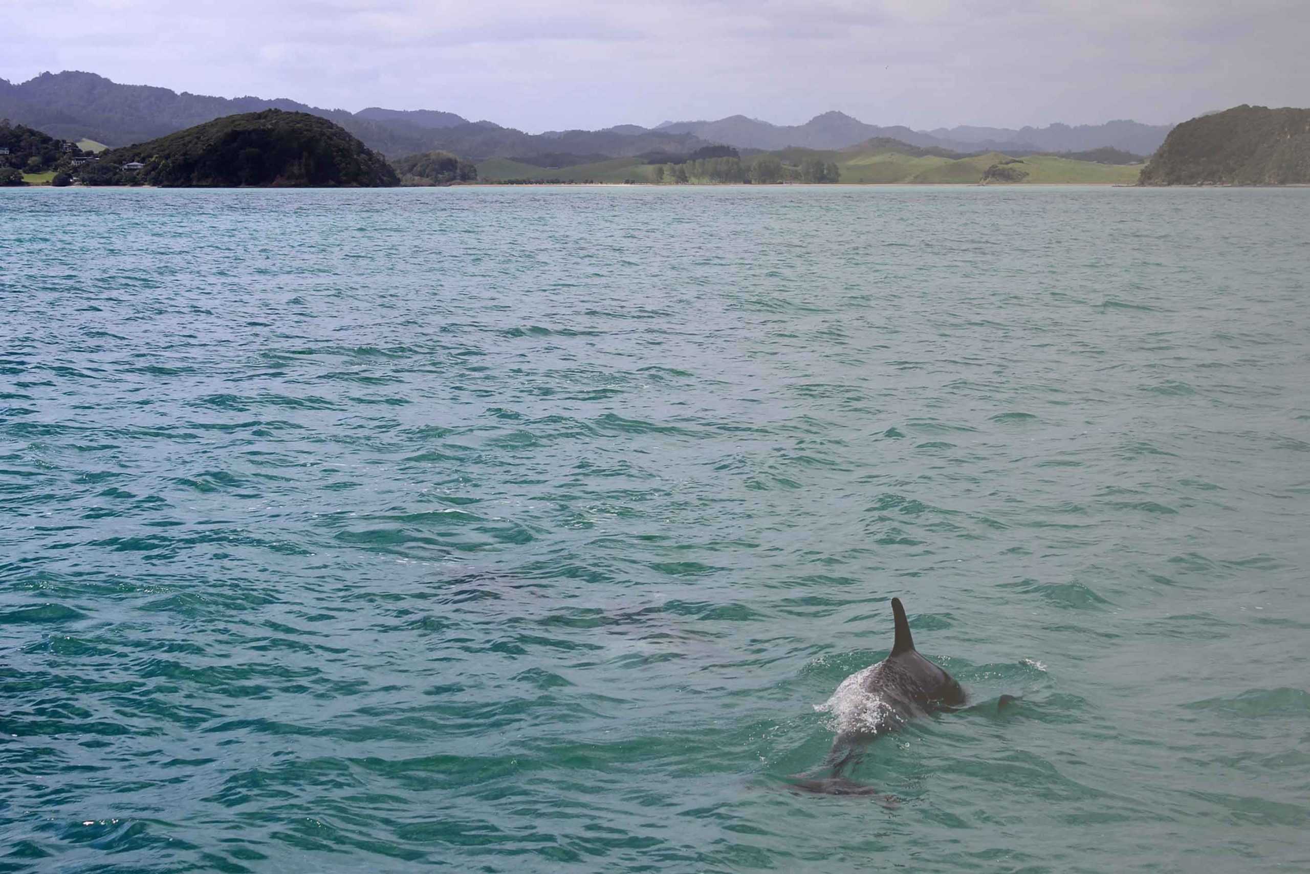 Un dauphin dans la mer avec une terre au large. Photographie prise depuis la proue du Belem, sans qu'elle soit visible.